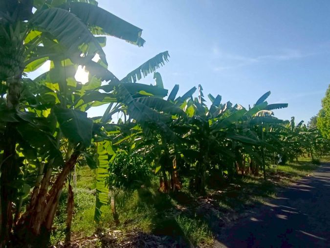 Land for sale, 1333 sq wah, Nong Khaem