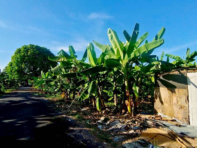 Land for sale, 1333 sq wah, Nong Khaem