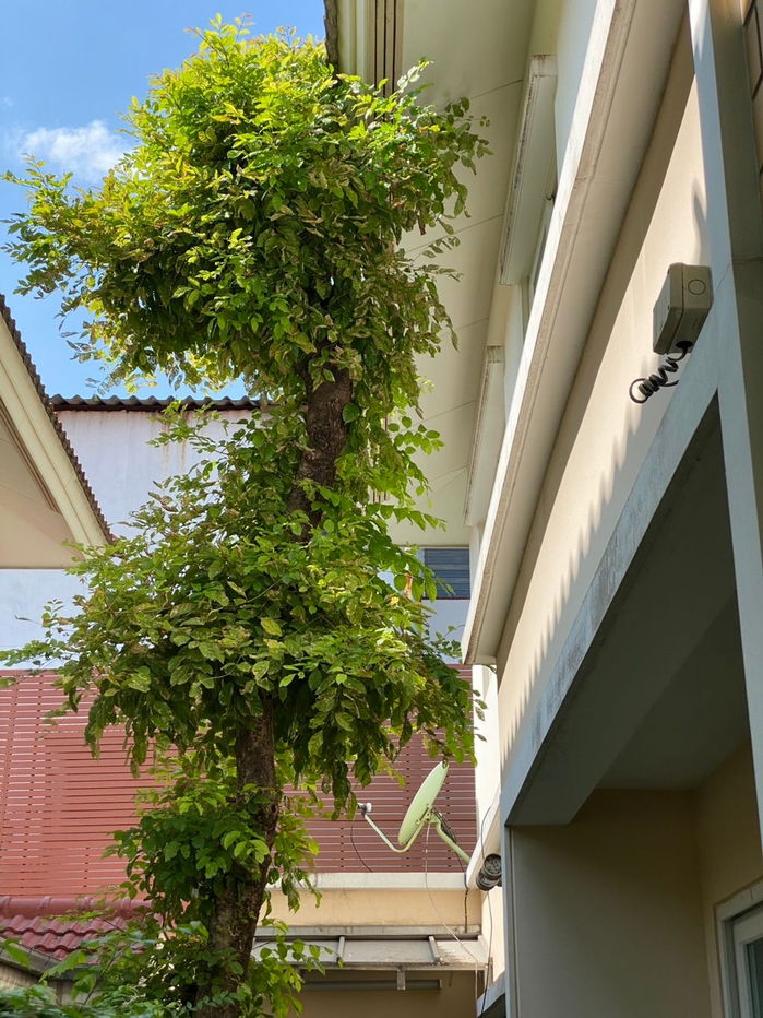 รูป ขายบ้านสวย คาซ่า แกรนด์ เอกมัย-รามอินทรา ย่านเลียบทางด่วน - รูปที่ 7/17