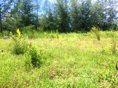 Land for sale Khura Buri Phangnga : Land for sale, Koh Phra Thong, Phang Nga Province, area 39-2-30 rai.