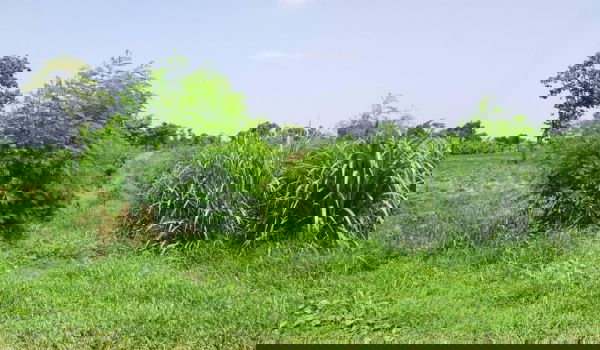 รูป ขายที่ดิน  เหมาะทำสวน ซื้อไว้เกร็งกำไร  จ.นครราชสีมา เหมาะสำหรับ ทำสวน ทำไร่ หรือซื้อไว้เกร็งกำไร ฯลฯ - รูปที่ 3/4