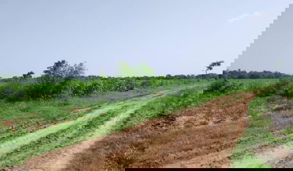 รูป ขายที่ดิน  เหมาะทำสวน ซื้อไว้เกร็งกำไร  จ.นครราชสีมา เหมาะสำหรับ ทำสวน ทำไร่ หรือซื้อไว้เกร็งกำไร ฯลฯ - รูปที่ 1/4