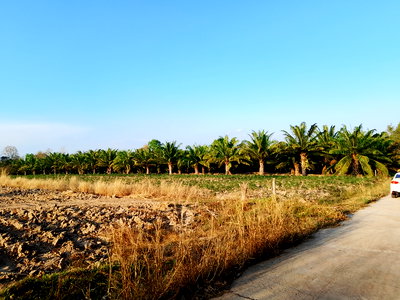 ที่ดิน ชานุมาน อำนาจเจริญ : ​"ขายด่วน! ที่ดินโฉนดครุฑแดง 5 ไร่ ทำเลสวย (ปลอดภาระ) อ.ชานุมาน จ.อำนาจเจริญ ใกล้ศูนย์ราชการและ รพ. เพียง 5 นาที"