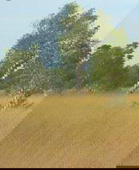 รูป ขายที่ดิน เกาะพระทอง จ.พังงา เนื้อที่ 39-2-30 ไร่39 - รูปที่ 2/4