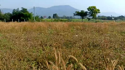 ที่ดิน ปากช่อง โคราช : ที่ดินวังไทร-ปากช่อง วิวเขายายเที่ยง ล้อมรอบวิวเขา