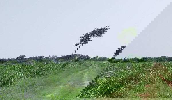 รูป ขายที่ดิน  เหมาะทำสวน ซื้อไว้เกร็งกำไร  จ.นครราชสีมา เหมาะสำหรับ ทำสวน ทำไร่ หรือซื้อไว้เกร็งกำไร ฯลฯ - รูปที่ 4/4