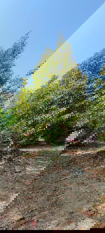 รูป ขายกิจการห้องพักและสวนผลไม้ไทยฉ่ำๆ บรรยากาศดี วิวภูเขา  ชนแดน เพชรบูรณ์ 10 ไร่ - รูปที่ 3/11