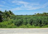 listing thumbnail image 0
