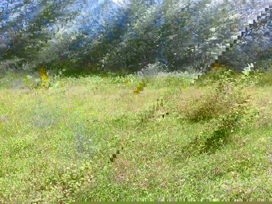 รูป ขายที่ดิน เกาะพระทอง จ.พังงา เนื้อที่ 39-2-30 ไร่ - รูปที่ 1/4