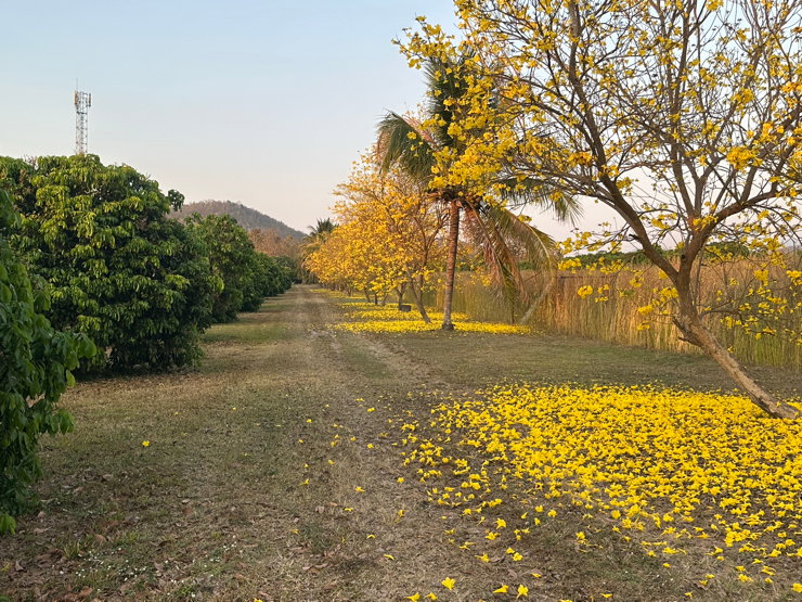 รูป ❗️ขายด่วน❗️ที่ดินบ้านสวนรีสอร์ทติดดอยบรรยากาศดีวิวสวย จ.ลำพูน - รูปที่ 15/16
