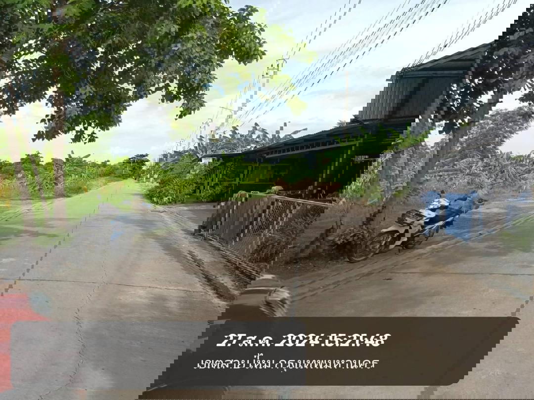 รูป ขายที่ดิน100 ตารางวา ทำเลดีมากปัจจุบันเหมาะสร้างบ้านสวยจริง พหลโยธิน 54/1แยก 8-4-3 ซอยตาลเดี่ยวมีสวยหลายแปลงแปลงนี้ 100 วาสวยสุดๆตรงข้ามบ้านใหม่สร้าง - รูปที่ 10/10