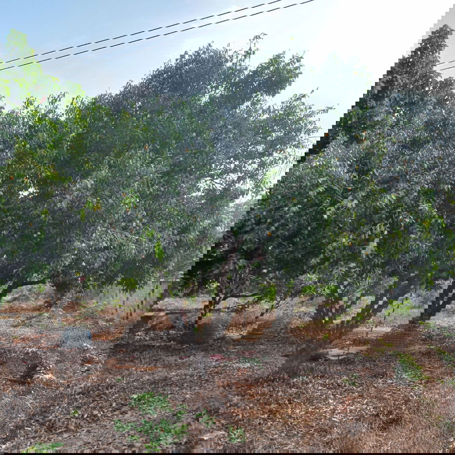 รูป ที่ดินผืนใหญ่ บ้านและสวน อ.ปัว จ.น่าน - รูปที่ 5/9