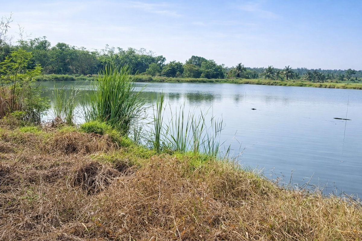 รูป ขายที่ดินแปลงเดียว 2 โฉนด 250 ไร่ หนองหมู วิหารแดง สระบุรี เหมาะทำเกษตรและลงทุน - รูปที่ 6/8