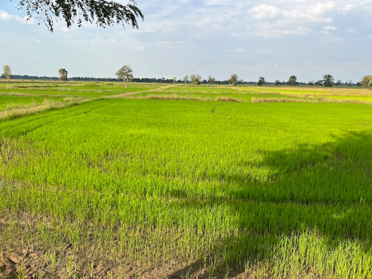 รูป ขายที่นา 40 ไร่ 2 งาน หลังวัดหนองหญ้าปล้อง ด้านหน้าติดถนนลูกรังและคลองส่งน้ำ - รูปที่ 3/6