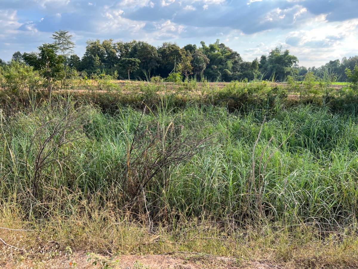 รูป ขายที่นา 40 ไร่ 2 งาน หลังวัดหนองหญ้าปล้อง ด้านหน้าติดถนนลูกรังและคลองส่งน้ำ - รูปที่ 6/6