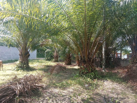 ขายที่ดินพร้อมต้นปาล์มน้ำมัน 5 ปีพร้อมเก็บ