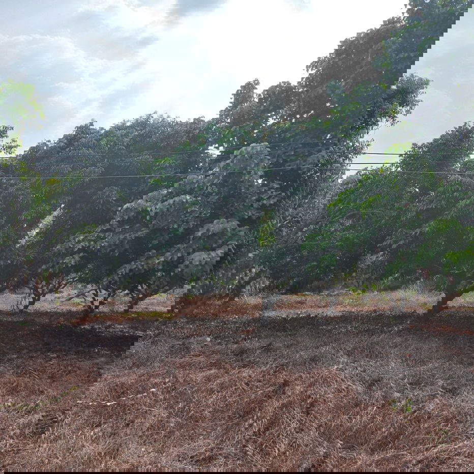 รูป ที่ดินผืนใหญ่ บ้านและสวน อ.ปัว จ.น่าน - รูปที่ 6/9