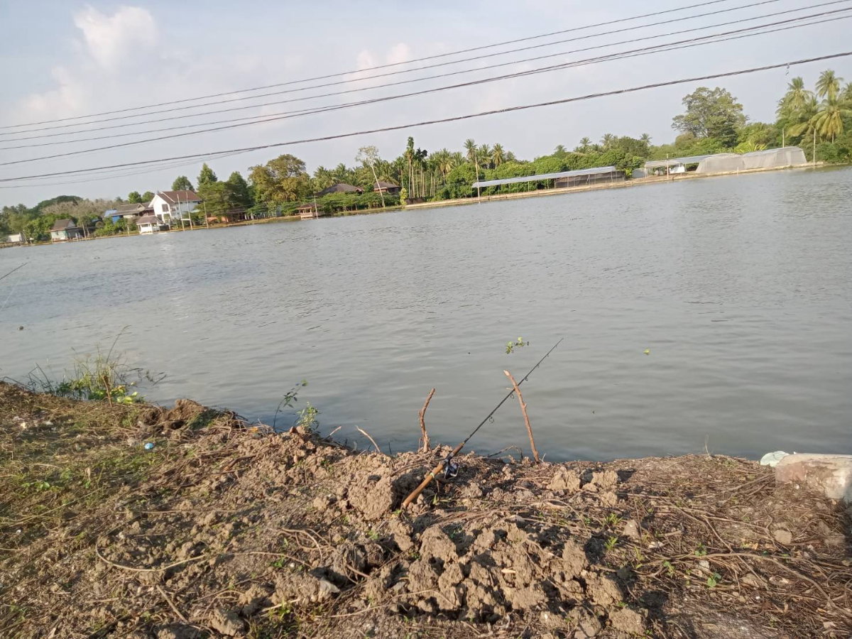 รูป ขายที่ดินติดแม่น้ำแม่กลอง อำเภอบางคนที จังหวัดสมุทรสงคราม (แปลงสวยฮวงจุ้ยแอ่งท้องมังกร จากซินแสจีนตระกูลเจ้าของที่ที่ทำธุรกิจระดับ TOP 10 ของประเทศ) - รูปที่ 5/7