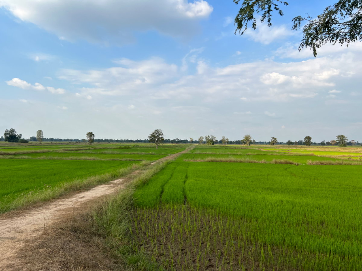 รูป ขายที่นา 40 ไร่ 2 งาน หลังวัดหนองหญ้าปล้อง ด้านหน้าติดถนนลูกรังและคลองส่งน้ำ - รูปที่ 2/6