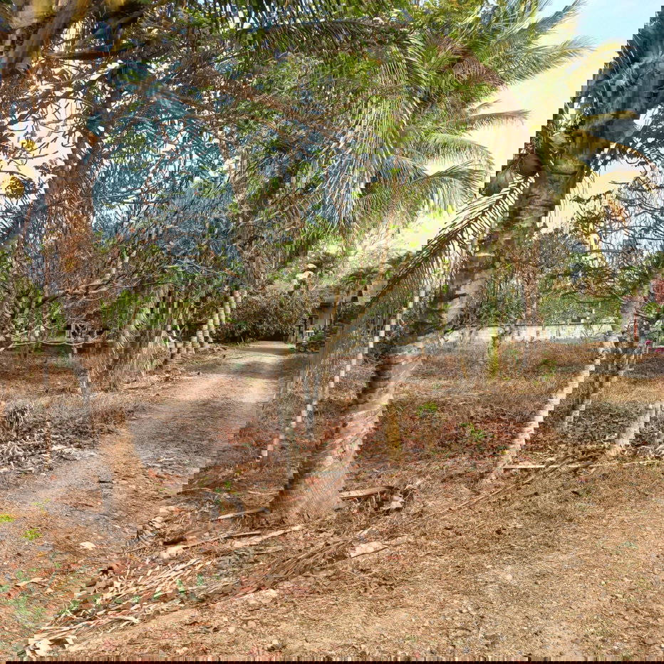 รูป ที่ดินผืนใหญ่ บ้านและสวน อ.ปัว จ.น่าน - รูปที่ 4/9