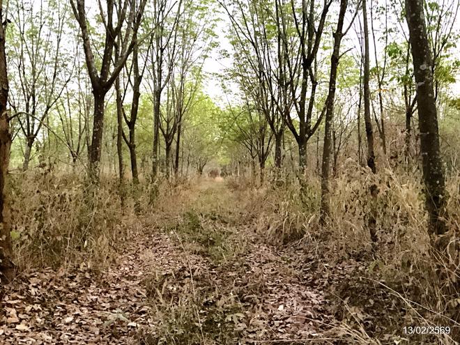 รูป ที่ดินว่างเปล่า สำหรับขาย - โนนสะอาด ศรีบุญเรือง หนองบัวลำภู - รูปที่ 5/14