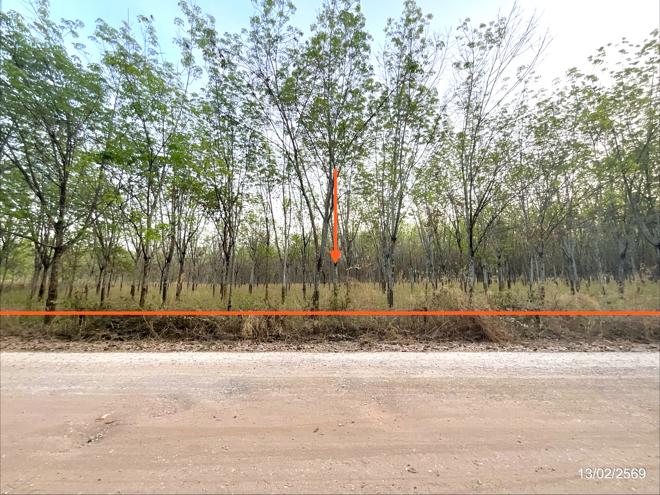 รูป ที่ดินว่างเปล่า สำหรับขาย - โนนสะอาด ศรีบุญเรือง หนองบัวลำภู - รูปที่ 1/14