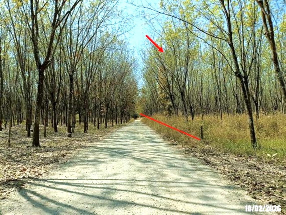 รูป ที่ดินว่างเปล่า สำหรับขาย - โนนสะอาด ศรีบุญเรือง หนองบัวลำภู - รูปที่ 8/14