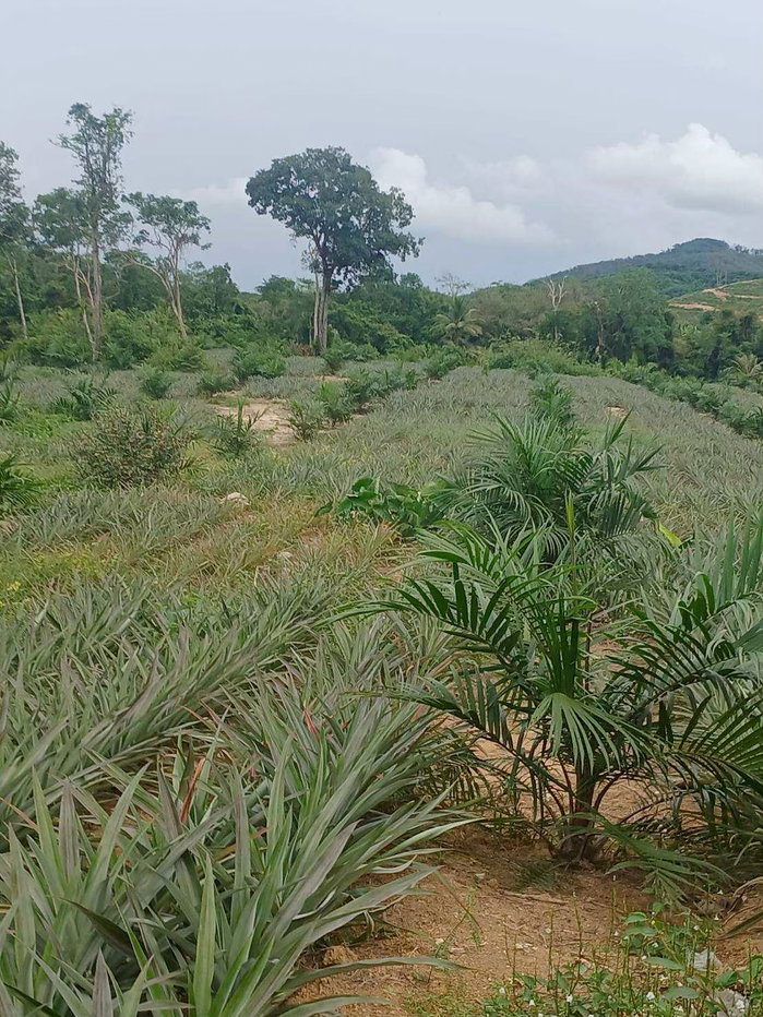 รูป ที่ดินสวนสัปปะรด ท่าอยู่ พังงา - รูปที่ 6/13