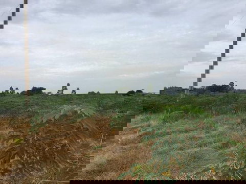 ขายที่ดิน เนื้อที่ 18 ไร่ ใกล้วัดหนองบอน จ.ฉะเชิงเทรา