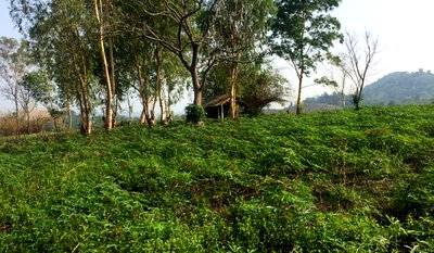 Land for sale Wieng Chiang Rung Chiang Rai : Land for sale, beautiful view, on a hill, Chiang Rai Province