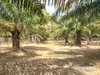 listing thumbnail image 11
