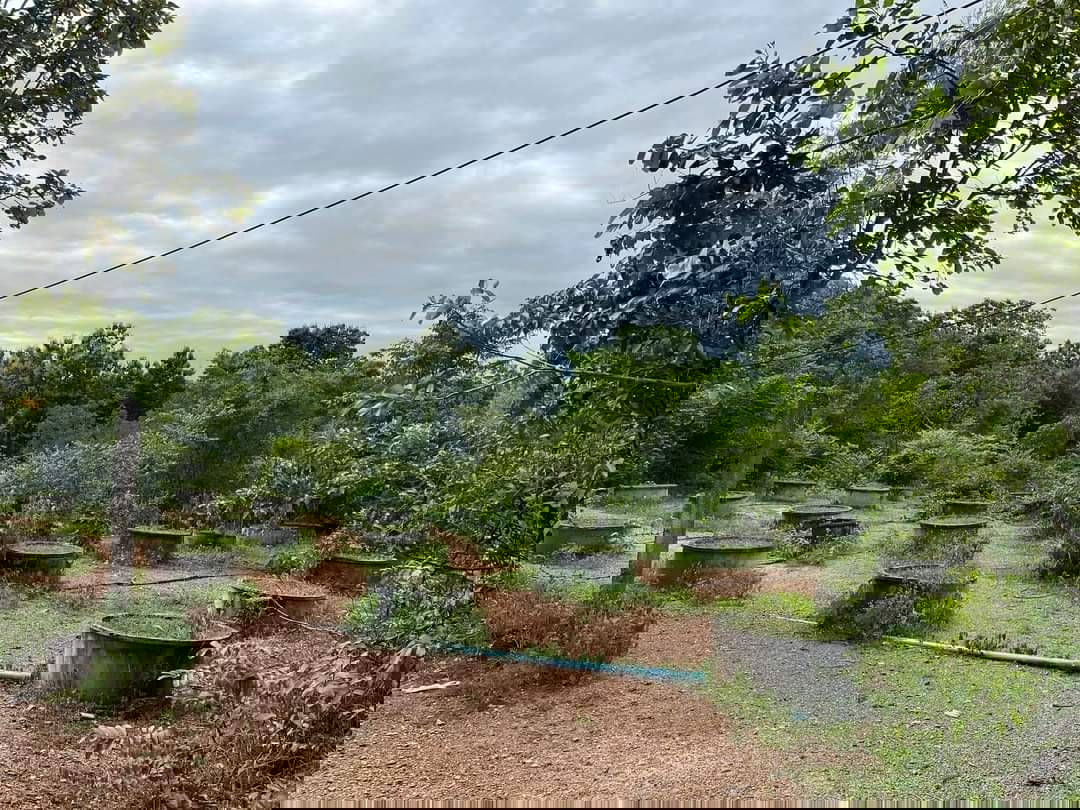 รูป ขายที่ดินติดทางขึ้นดอยอินทนนท์, จอมทอง, เชียงใหม่ - รูปที่ 7/11