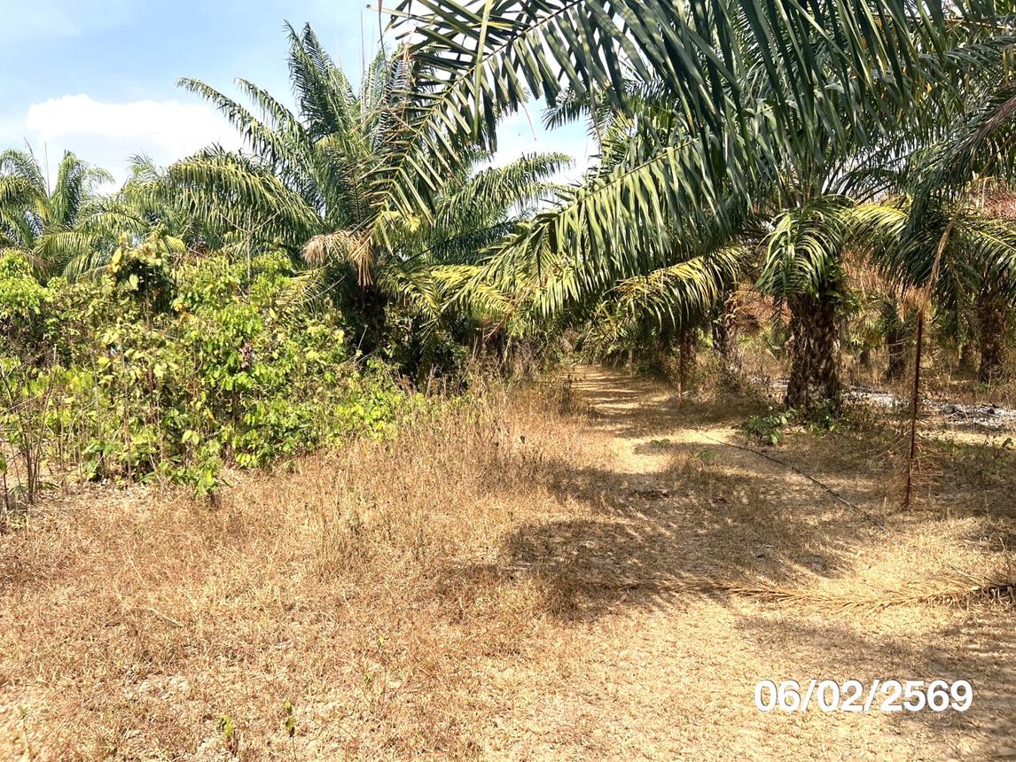 รูป ที่ดินว่างเปล่า 8893 ตร.วา น้ำยืน อุบลราชธานี 5.8M - รูปที่ 14/18