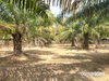 listing thumbnail image 4