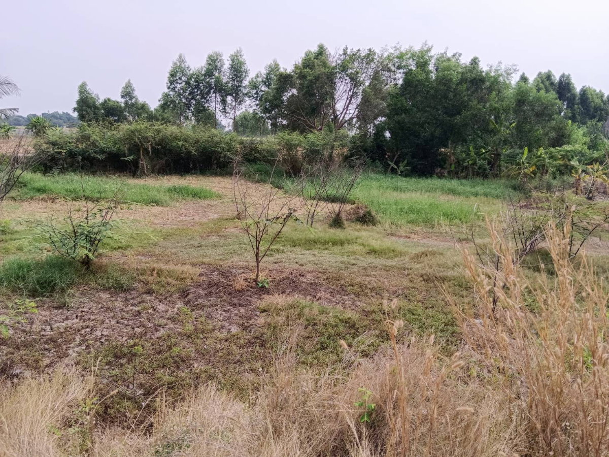 รูป ขายที่ดินเปล่าในอำเภอบางน้ำเปรี้ยว จังหวัดฉะเชิงเทรา - รูปที่ 5/11