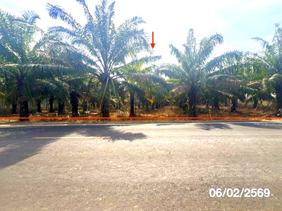 ที่ดินว่างเปล่า 8893 ตร.วา น้ำยืน อุบลราชธานี 5.8M