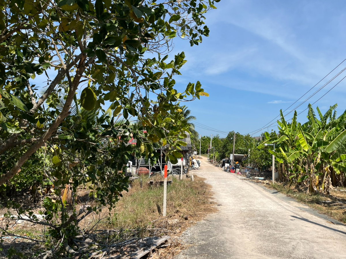 รูป ขายที่ดินสวนผลไม้ ทับใต้ ขนาด 5-3-33 ไร่  ราคาพิเศษ  ภายในสวนปลูก ขนุน - มะม่วง - มะพร้าว - กล้วย - บ่อเลี้ยงปลา  สุดคุ้ม! ต้องขายด่วน! รีบมาดู! - รูปที่ 1/19
