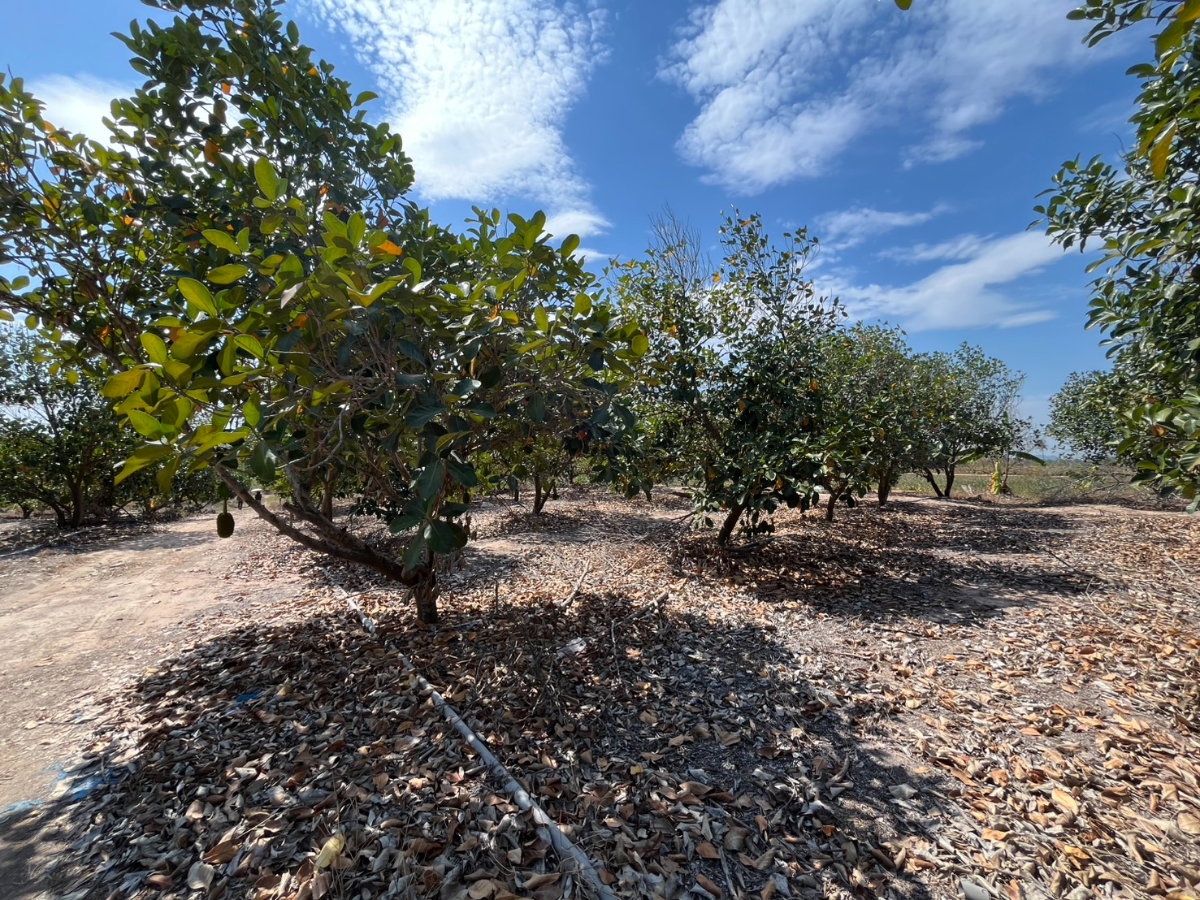 รูป ขายที่ดินสวนผลไม้ ทับใต้ ขนาด 5-3-33 ไร่  ราคาพิเศษ  ภายในสวนปลูก ขนุน - มะม่วง - มะพร้าว - กล้วย - บ่อเลี้ยงปลา  สุดคุ้ม! ต้องขายด่วน! รีบมาดู! - รูปที่ 15/19