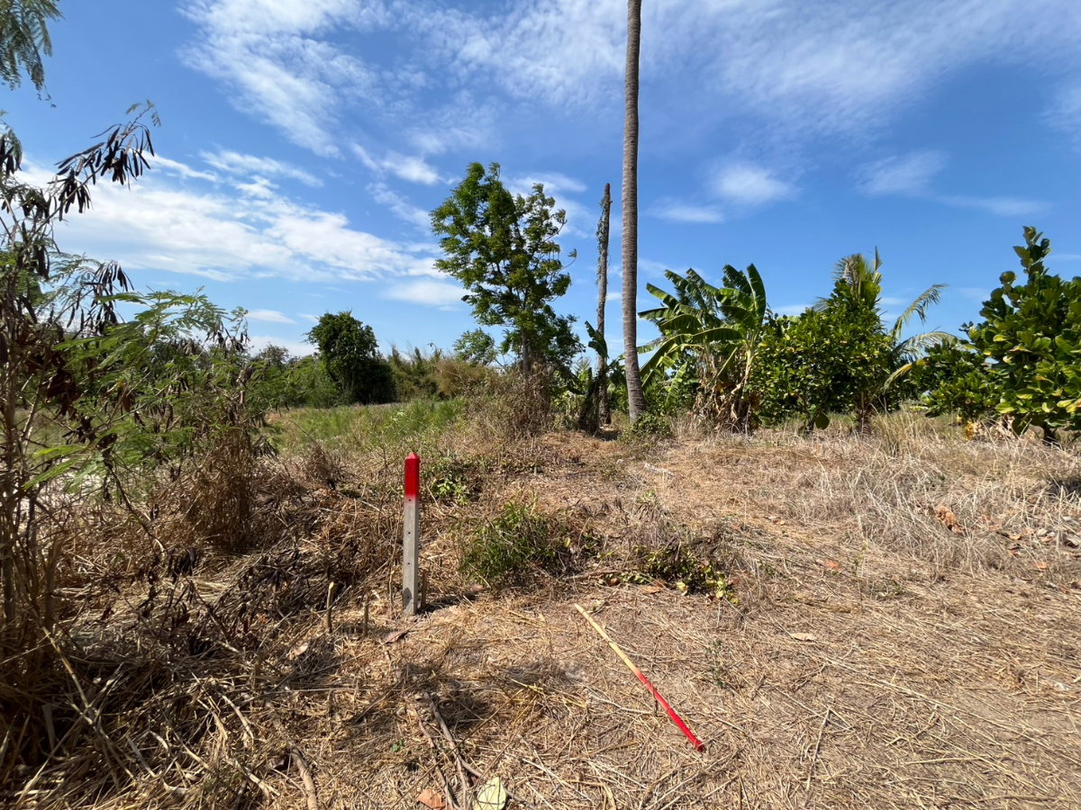 รูป ขายที่ดินสวนผลไม้ ทับใต้ ขนาด 5-3-33 ไร่  ราคาพิเศษ  ภายในสวนปลูก ขนุน - มะม่วง - มะพร้าว - กล้วย - บ่อเลี้ยงปลา  สุดคุ้ม! ต้องขายด่วน! รีบมาดู! - รูปที่ 19/19