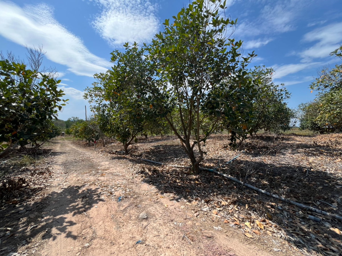 รูป ขายที่ดินสวนผลไม้ ทับใต้ ขนาด 5-3-33 ไร่  ราคาพิเศษ  ภายในสวนปลูก ขนุน - มะม่วง - มะพร้าว - กล้วย - บ่อเลี้ยงปลา  สุดคุ้ม! ต้องขายด่วน! รีบมาดู! - รูปที่ 17/19