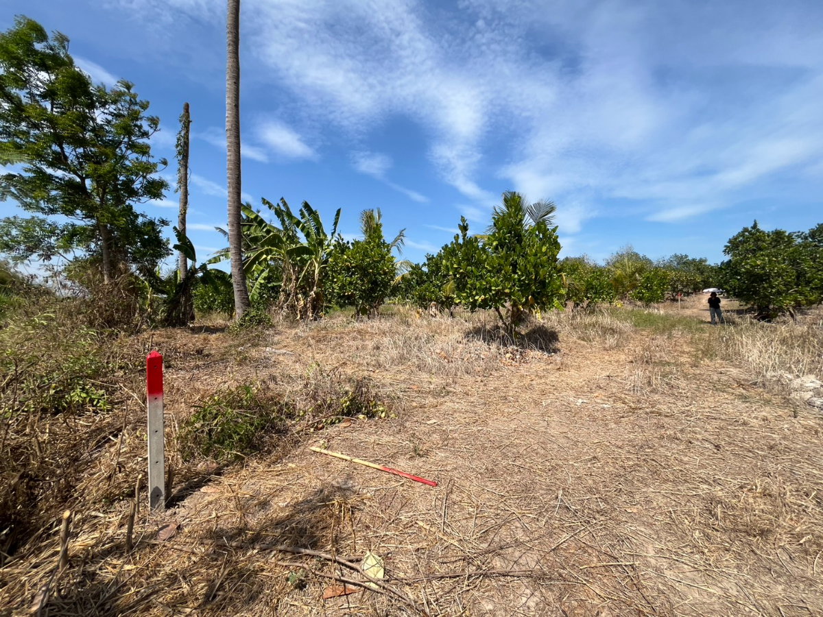 รูป ขายที่ดินสวนผลไม้ ทับใต้ ขนาด 5-3-33 ไร่  ราคาพิเศษ  ภายในสวนปลูก ขนุน - มะม่วง - มะพร้าว - กล้วย - บ่อเลี้ยงปลา  สุดคุ้ม! ต้องขายด่วน! รีบมาดู! - รูปที่ 18/19