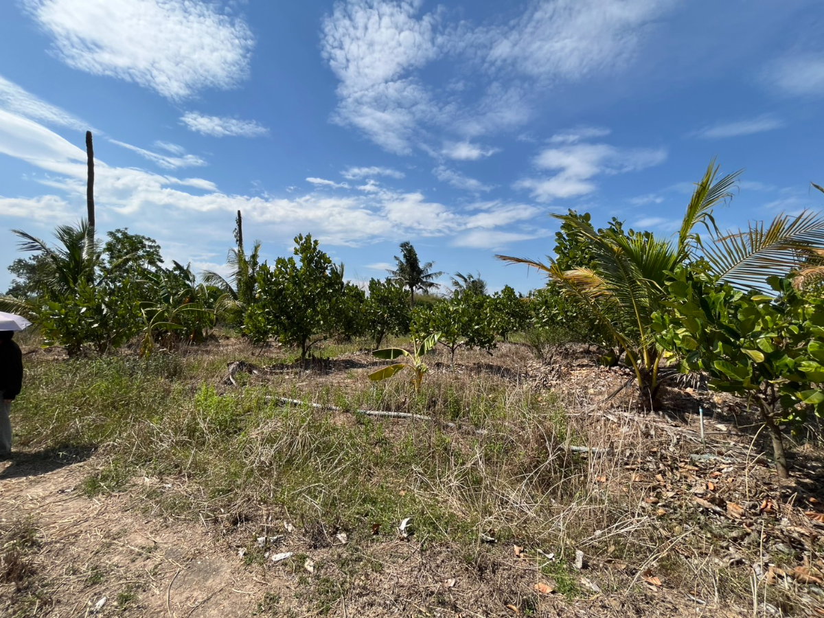 รูป ขายที่ดินสวนผลไม้ ทับใต้ ขนาด 5-3-33 ไร่  ราคาพิเศษ  ภายในสวนปลูก ขนุน - มะม่วง - มะพร้าว - กล้วย - บ่อเลี้ยงปลา  สุดคุ้ม! ต้องขายด่วน! รีบมาดู! - รูปที่ 11/19