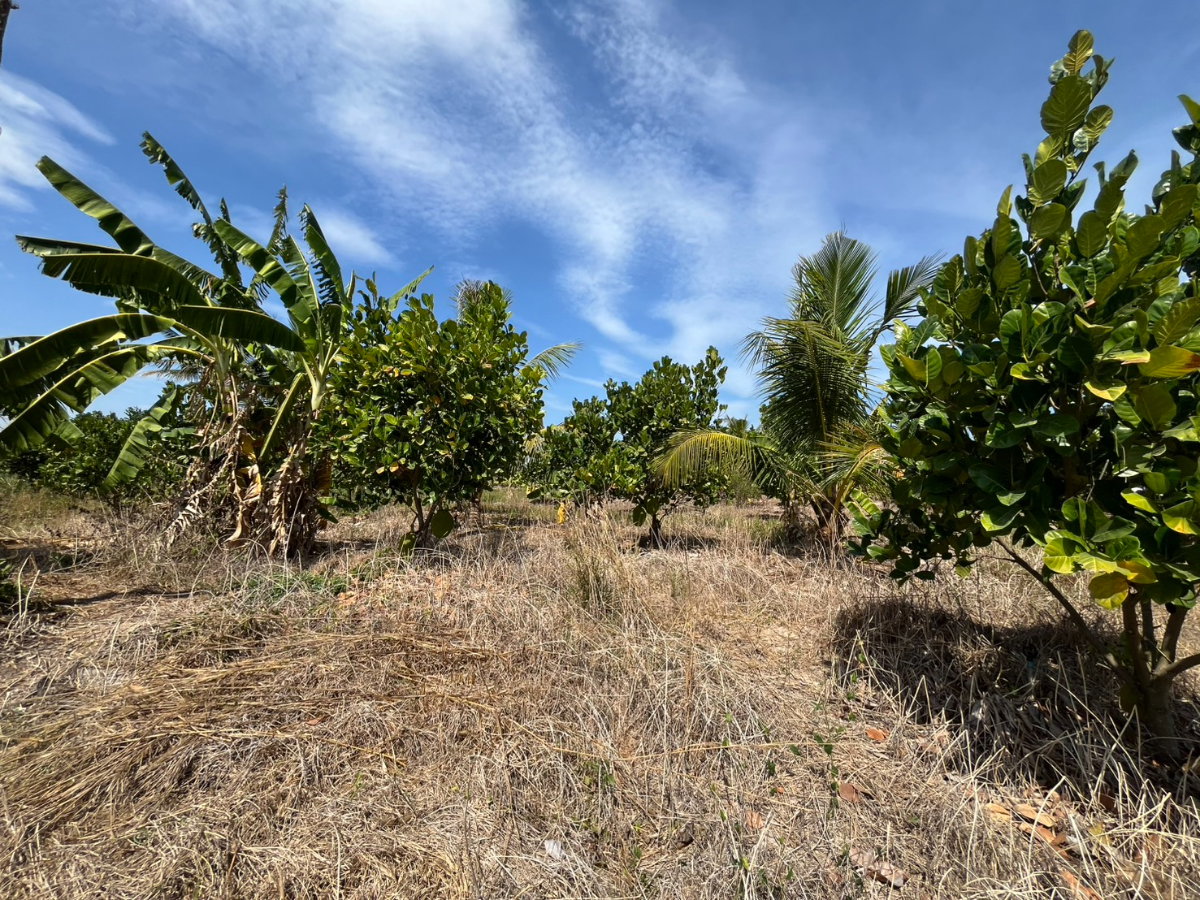 รูป ขายที่ดินสวนผลไม้ ทับใต้ ขนาด 5-3-33 ไร่  ราคาพิเศษ  ภายในสวนปลูก ขนุน - มะม่วง - มะพร้าว - กล้วย - บ่อเลี้ยงปลา  สุดคุ้ม! ต้องขายด่วน! รีบมาดู! - รูปที่ 10/19