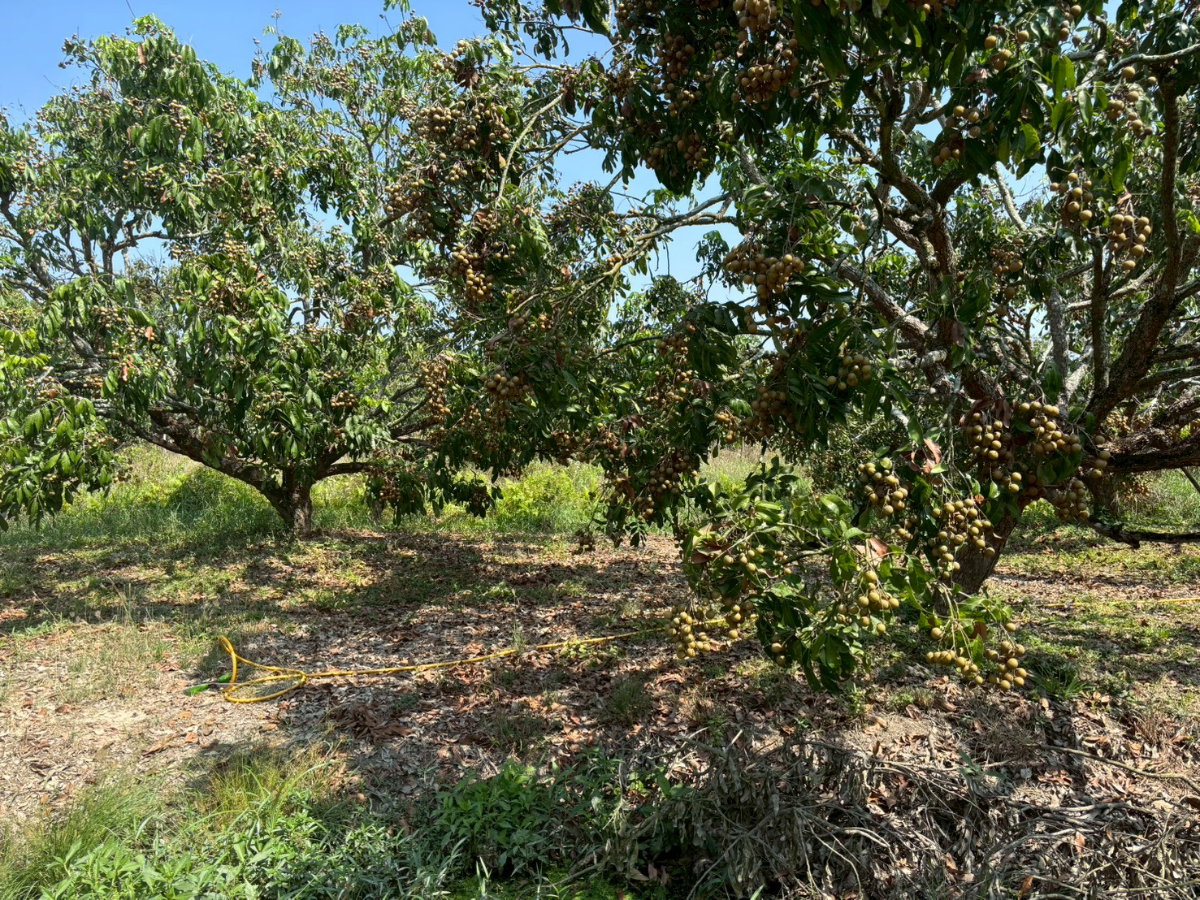 รูป ขายด่วน ที่ดินสวนลำไยทำเลดี อ.หางดง จ.เชียงใหม่ เนื้อที่ 12 ไร่ 2 งาน 13 ตรว - รูปที่ 1/10