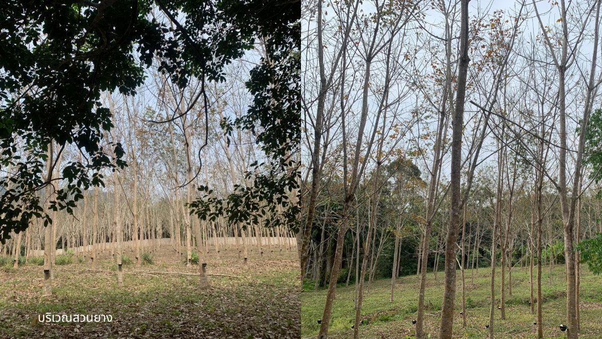 รูป ขายที่ดินพร้อมสวนปาล์มและสวนยางพารา เนื้อที่รวม 52 ไร่ อำเภอกะเปอร์ จังหวัดระนอง - รูปที่ 4/7