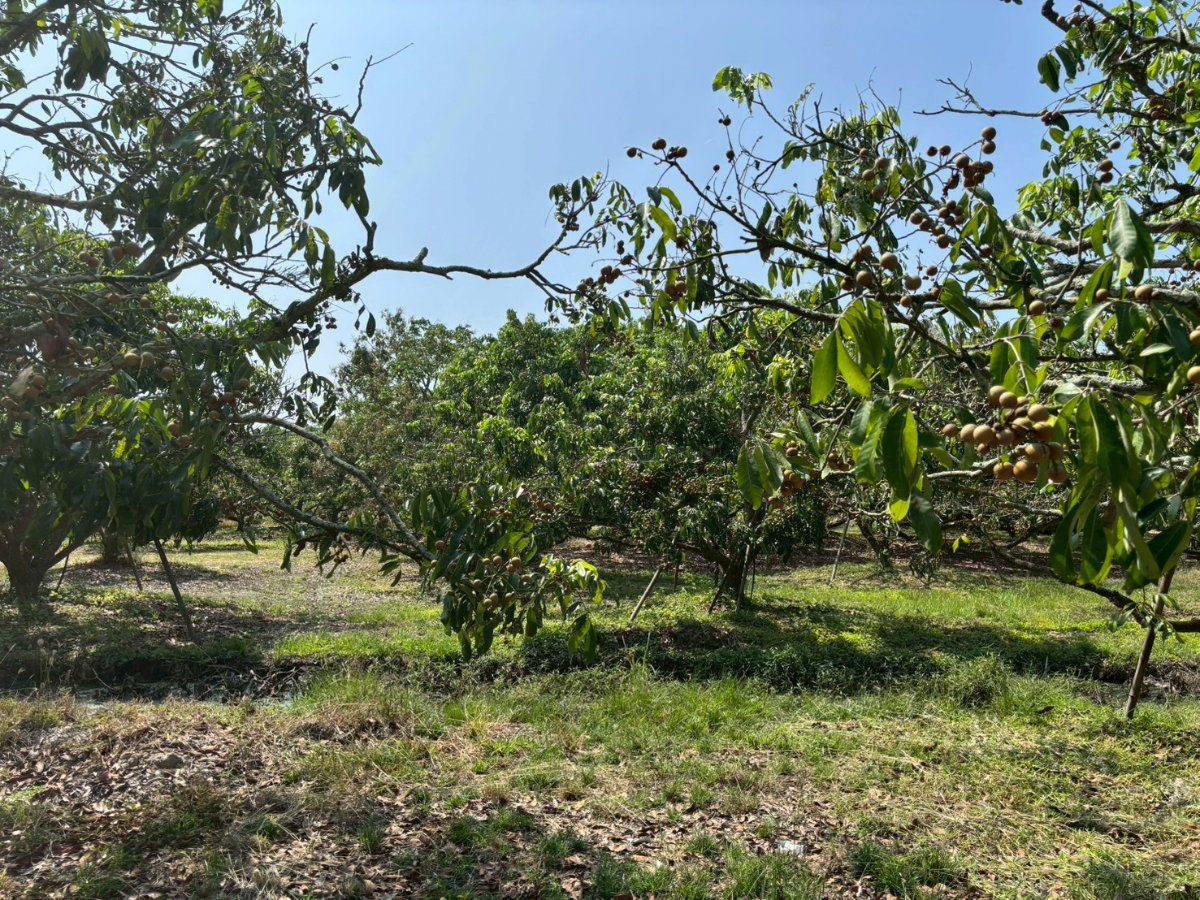 รูป ขายด่วน ที่ดินสวนลำไยทำเลดี อ.หางดง จ.เชียงใหม่ เนื้อที่ 12 ไร่ 2 งาน 13 ตรว - รูปที่ 9/10