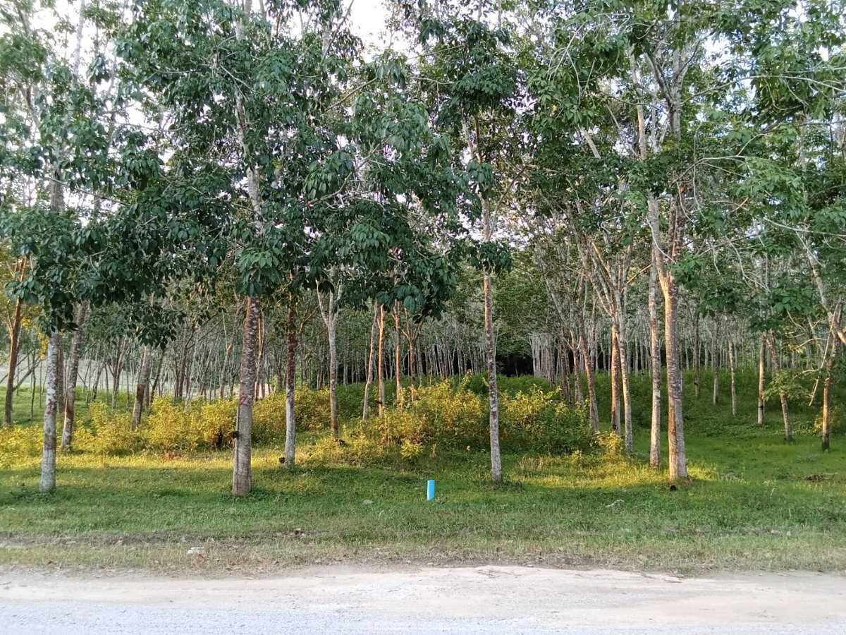 รูป ขายที่ดินสวนยาง สายปลักชุมแสง นาหม่อม บ้านพรุ - รูปที่ 2/3