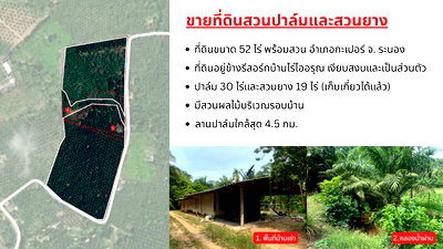 ที่ดิน ระนอง : ขายที่ดินพร้อมสวนปาล์มและสวนยางพารา เนื้อที่รวม 52 ไร่ อำเภอกะเปอร์ จังหวัดระนอง