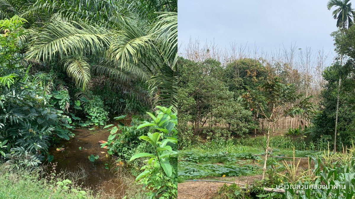 รูป ขายที่ดินพร้อมสวนปาล์มและสวนยางพารา เนื้อที่รวม 52 ไร่ อำเภอกะเปอร์ จังหวัดระนอง - รูปที่ 5/7