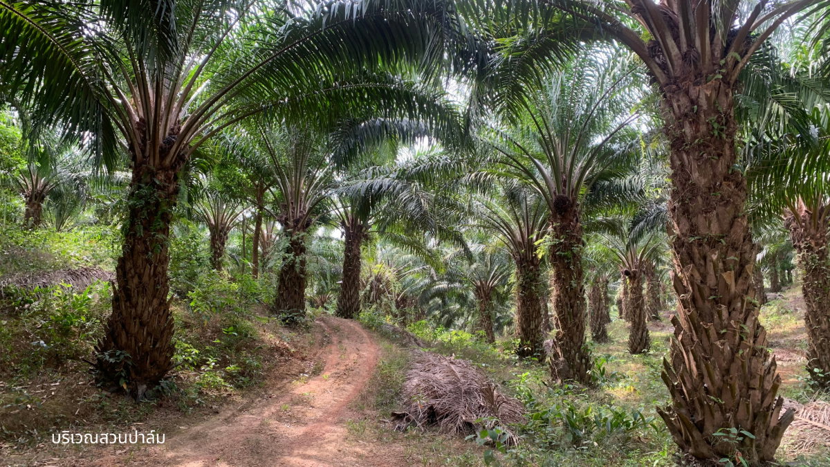 รูป ขายที่ดินพร้อมสวนปาล์มและสวนยางพารา เนื้อที่รวม 52 ไร่ อำเภอกะเปอร์ จังหวัดระนอง - รูปที่ 3/7